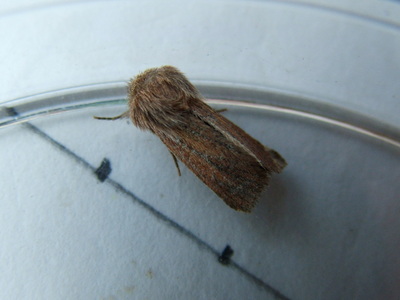 Small Wainscot